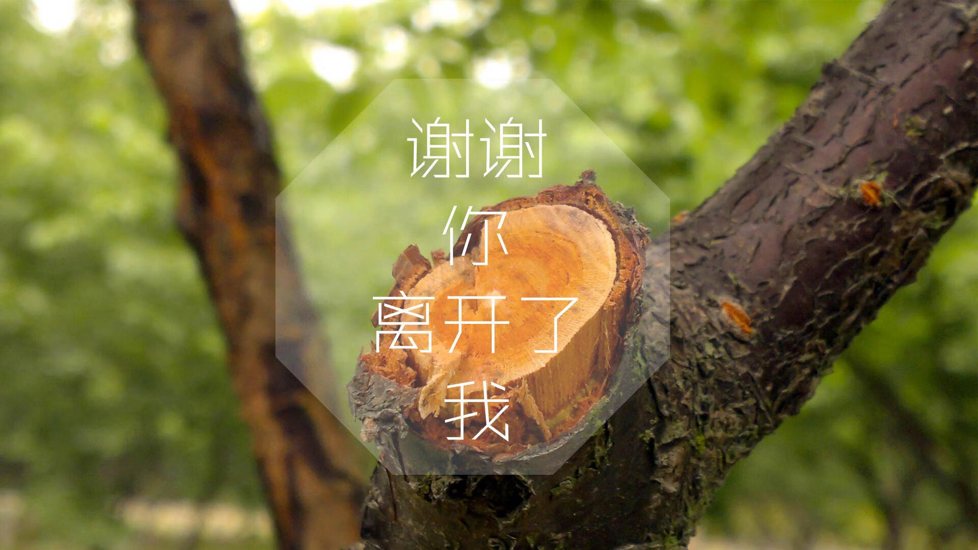 国际体操公开赛中国选手表现优异，收获多枚奖牌，国际体操联合会(fig)