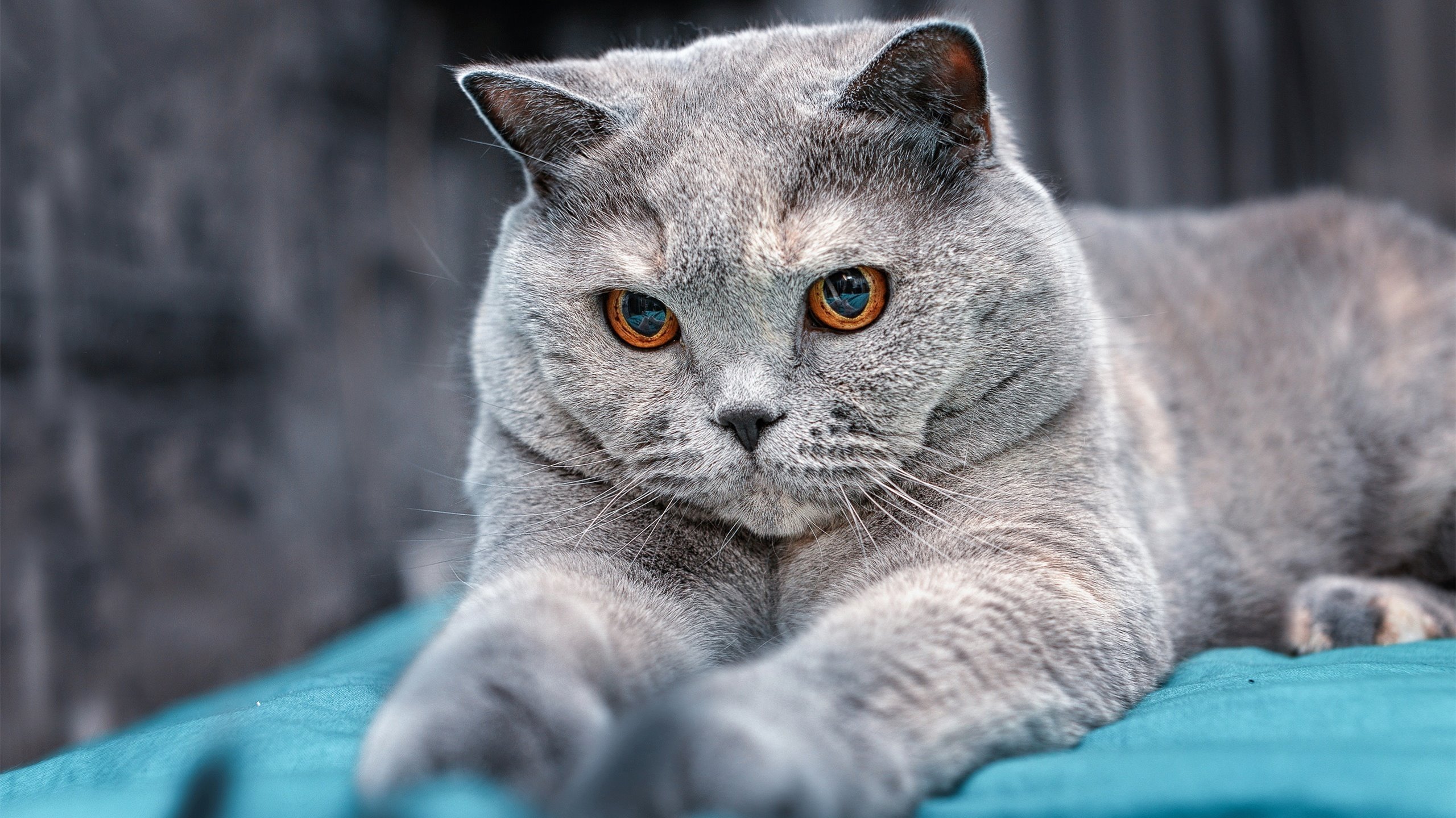 熊猫体育官网-中超球队技战术风格分类，中超球员技术统计