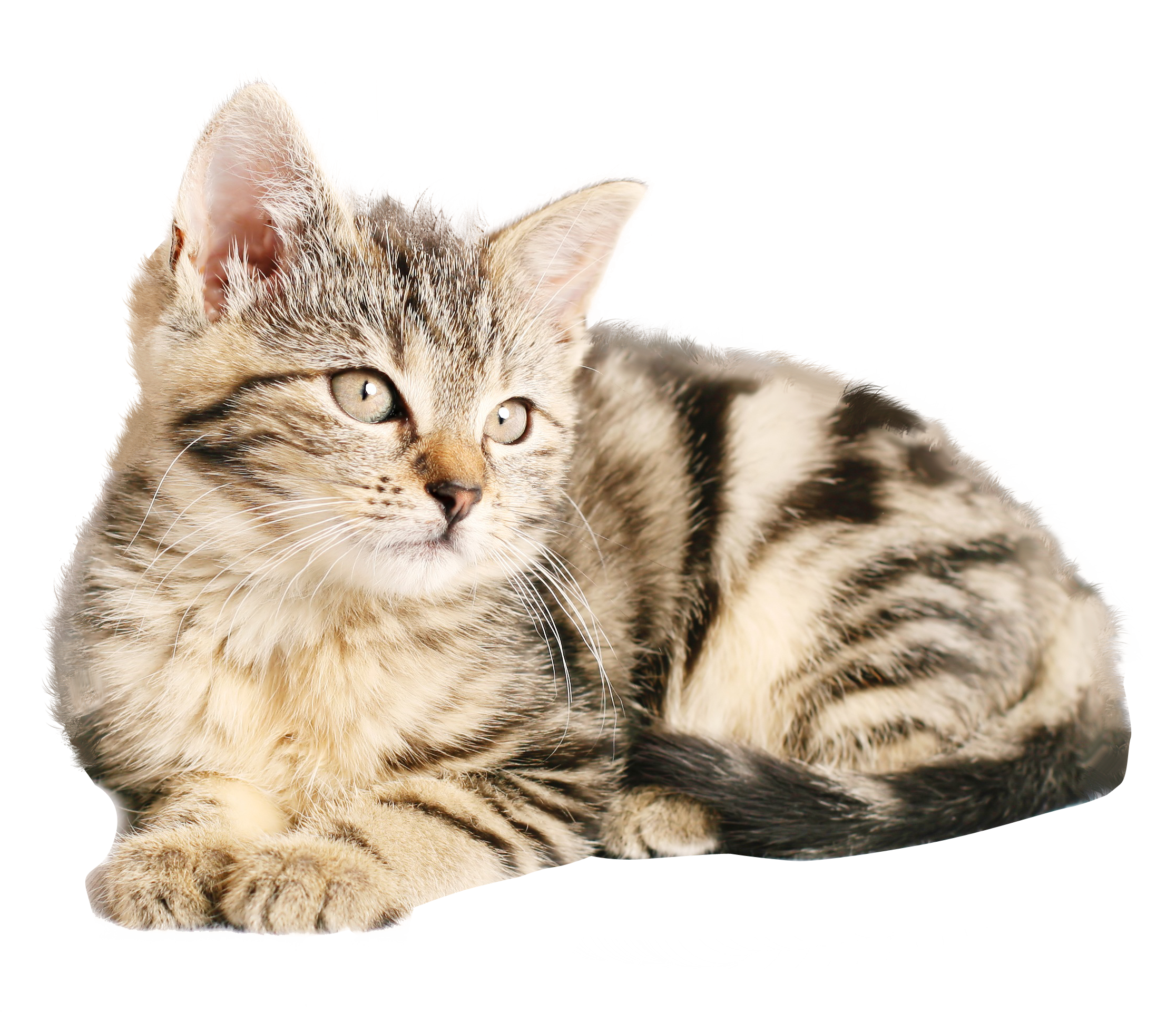 熊猫体育官网-五大联赛争冠与保级大战战术板对比深度剖析，五大联赛争冠形式
