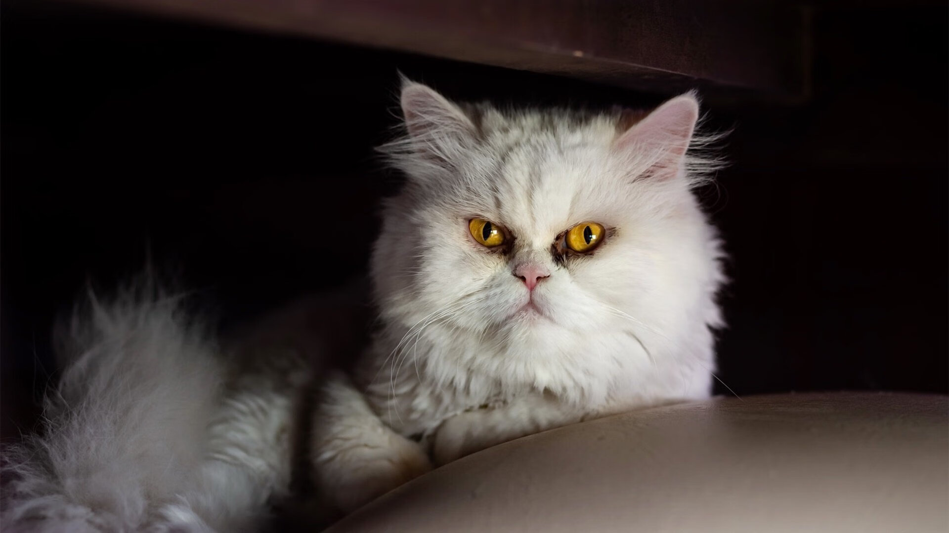 熊猫体育网页版-田径队康复训练成效明显，田径队康复训练成效明显怎么写