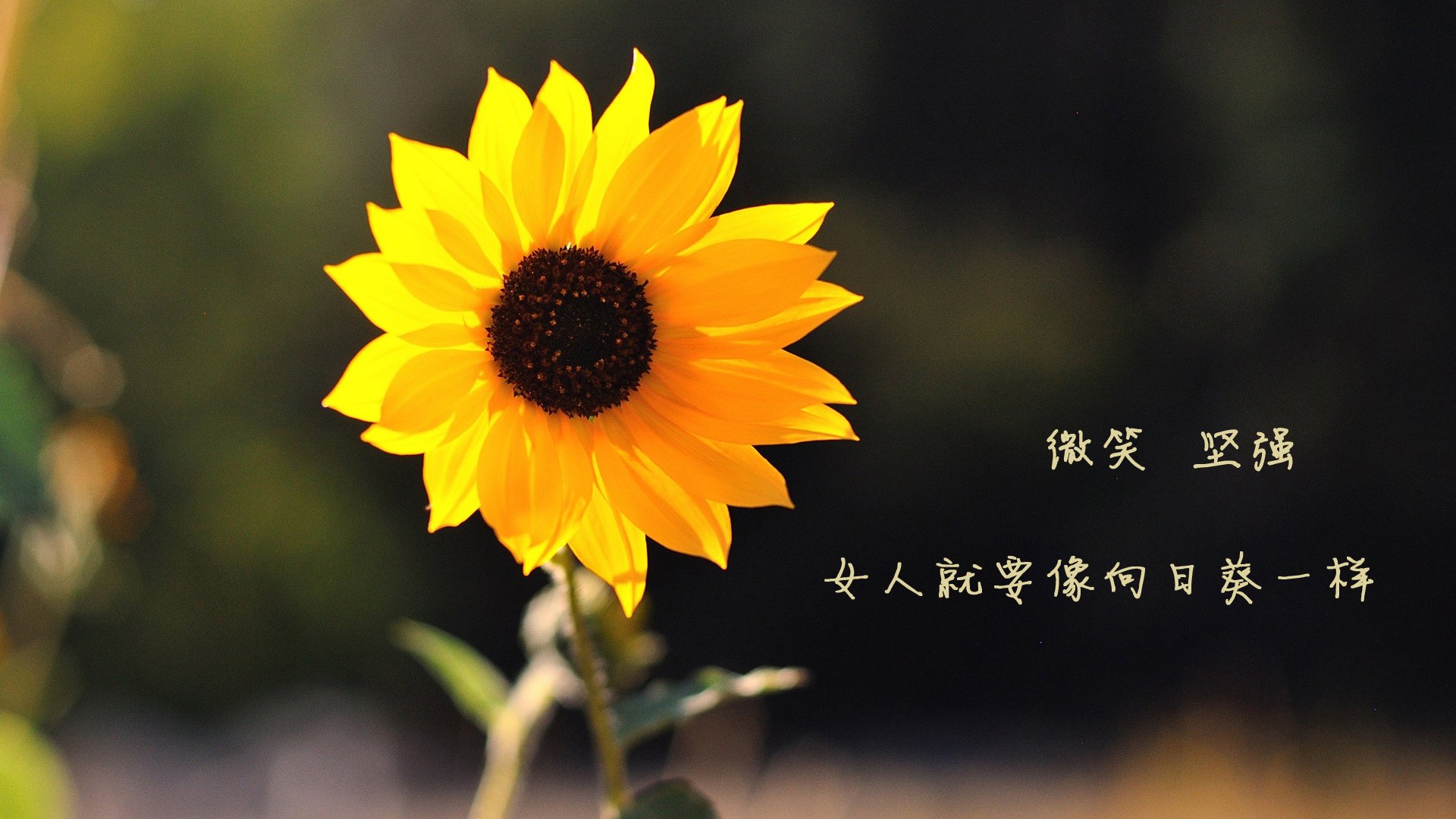 德甲节奏快如闪电：攻守互换，场面火爆！，德甲打法